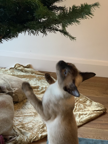 Breeds similar to Siamese (but not as needy!)