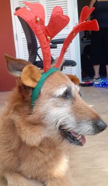 Adopting an old boy - am I crazy?