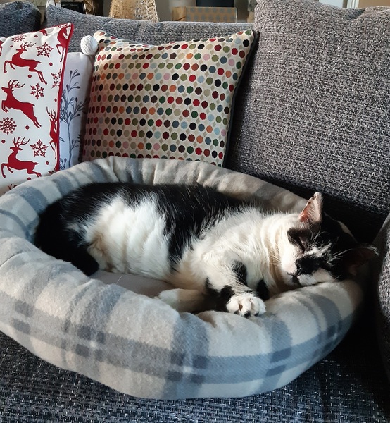 What's your DCat up to today? (Thread 8)