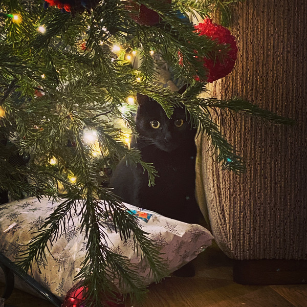 Cat christmas presents