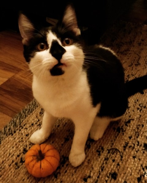 I need your best kitten-exhausting strategies