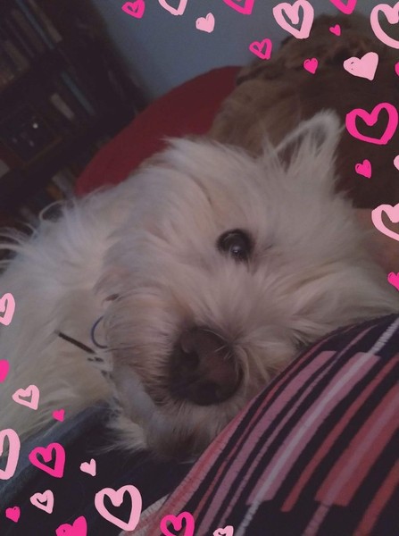 aibu to not understand why dog owners let their dogs sleep with them in bed?