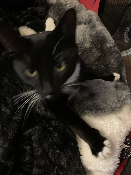 What's your DCat up to today? (Thread 8)