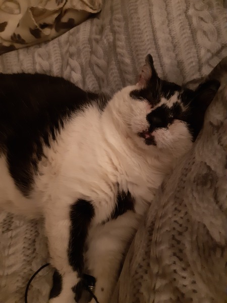 What to do with poor battered stray cat friend