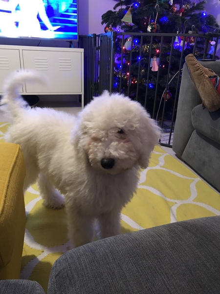Puppy Survival Thread - December