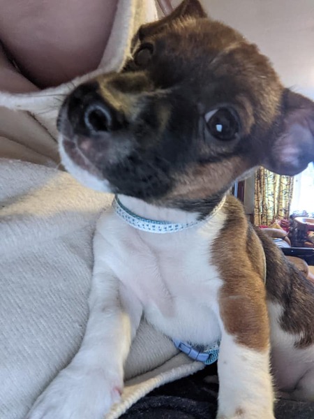 Puppy survival thread October/November!
