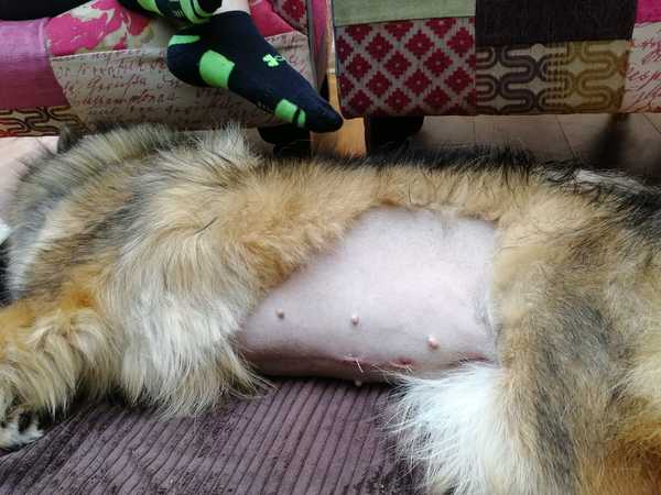 Best dog bed for a large dog ?