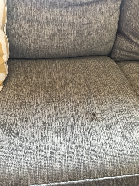 Dog on sofa - yes or no vote