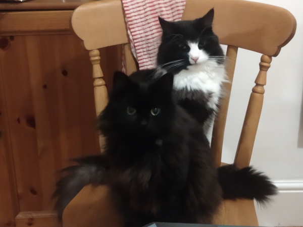 Westministenders: Festive Edition