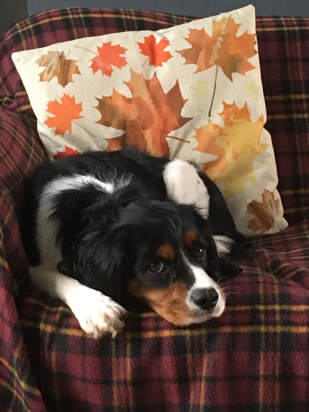 Dog on sofa - yes or no vote