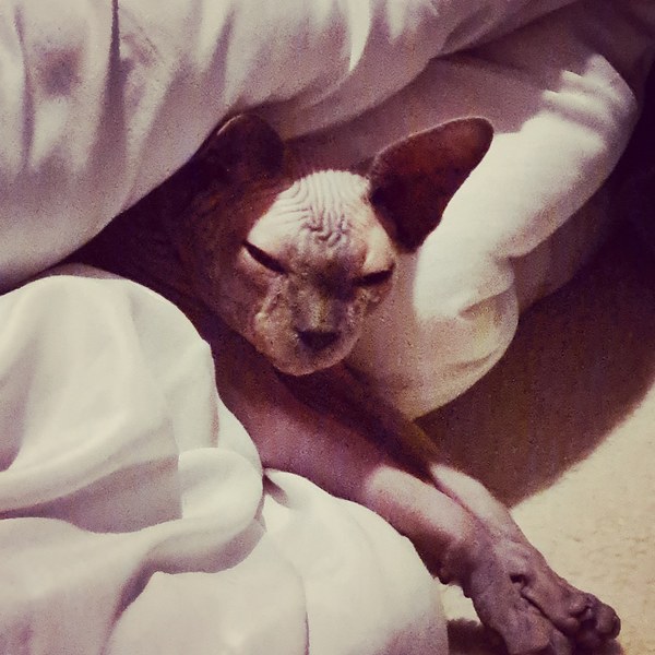 Have you ever seen a cosier cat?