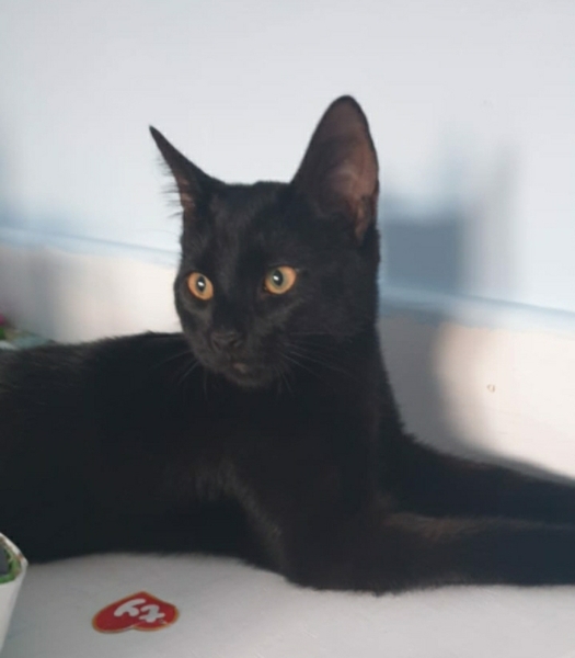 Kitten may have eaten 1 raisin