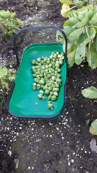 Allotment/Veg Patch Thread 16  Weather weirdness prevails !