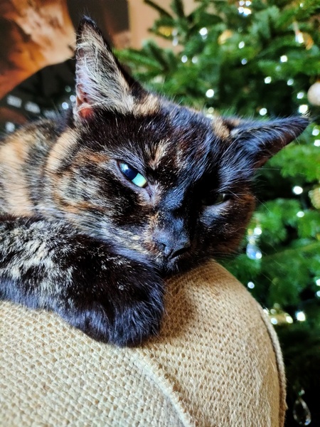 Is anyone else’s cat as neglected as mine?