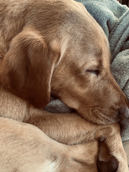 Can anyone recommend a dog breed?