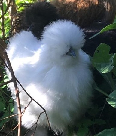 It's the 2020 Christmas name change competition!