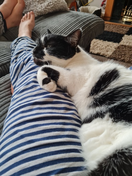 Cat chat thread we've lost count