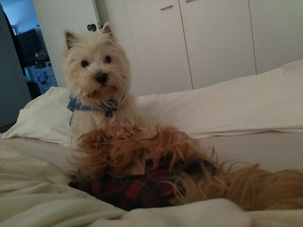 aibu to not understand why dog owners let their dogs sleep with them in bed?