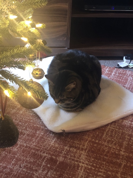 What's your DCat up to today? (Thread 8)