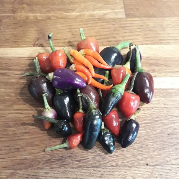Allotment/Veg Patch Thread 16  Weather weirdness prevails !
