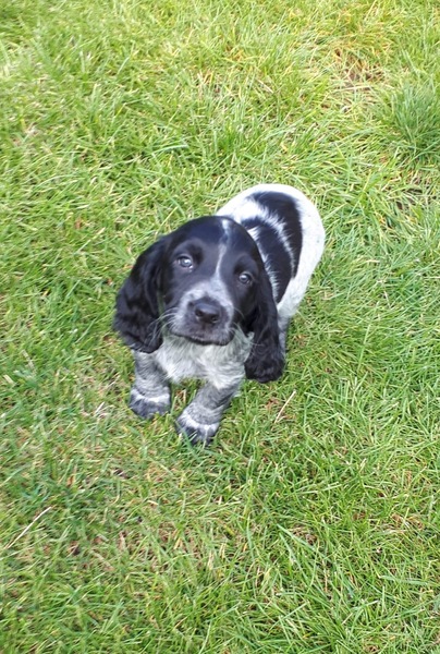 Puppy