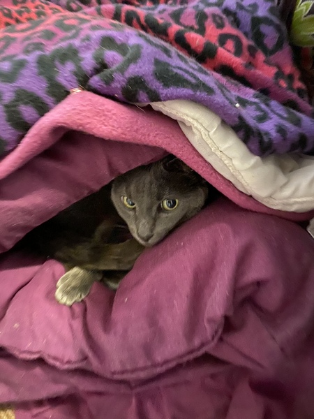 Have you ever seen a cosier cat?
