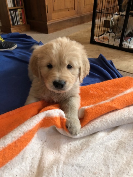What crate for a Golden Retriever puppy