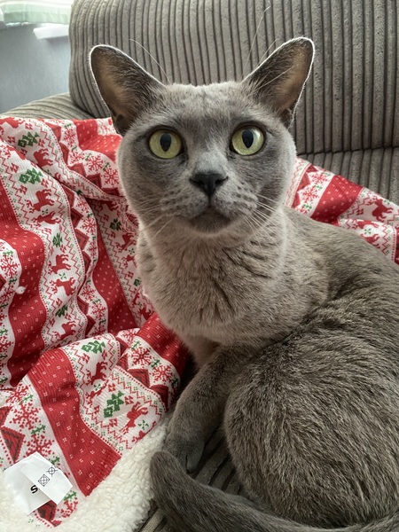 To loathe the cat with a passion?