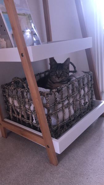 Have you ever seen a cosier cat?