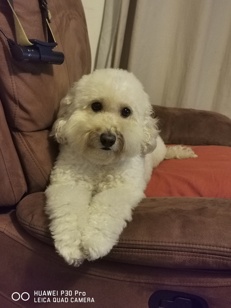 Can anyone recommend a dog breed?
