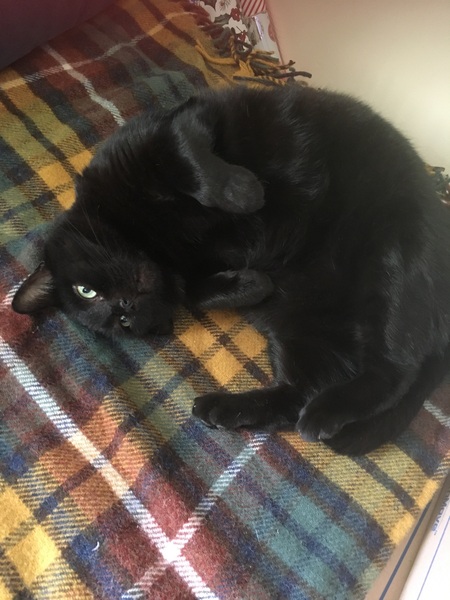 Have you ever seen a cosier cat?