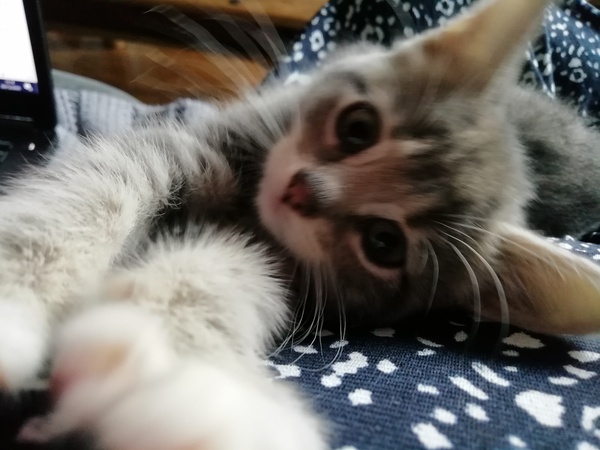 What's in your lap right now?