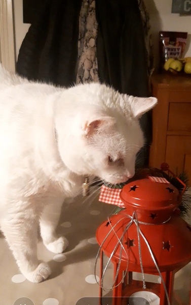 Christmas Wishes from Leo