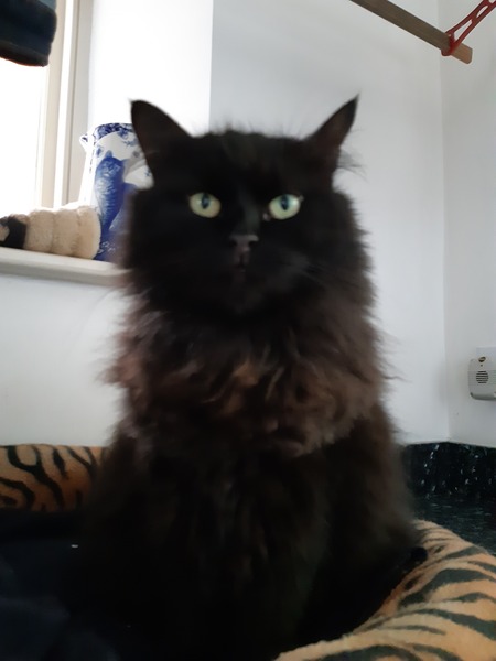 What's your DCat up to today? (Thread 8)