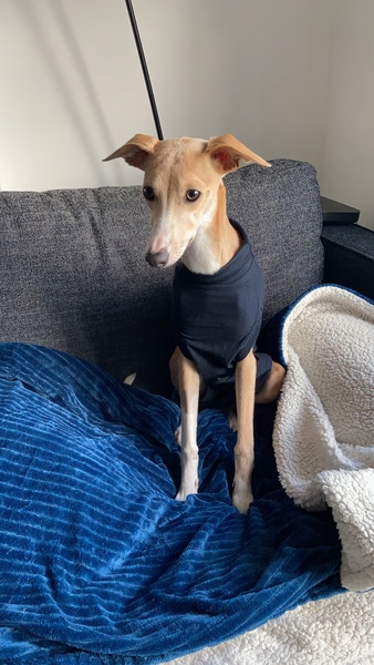 Can anyone recommend a dog breed?