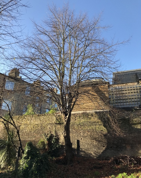 To be concerned about this tree?