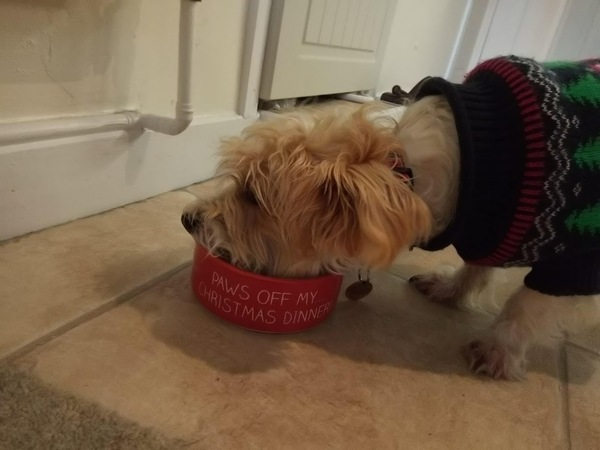 Will your dog be getting Christmas dinner?