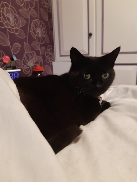 What's your DCat up to today? (Thread 8)