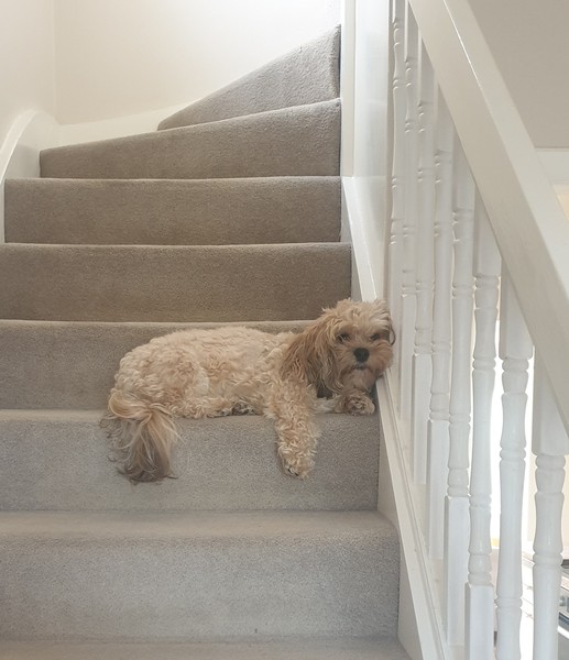 Can anyone recommend a dog breed?