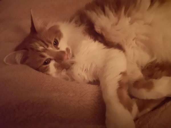 Have you ever seen a cosier cat?
