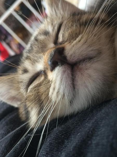Have you ever seen a cosier cat?