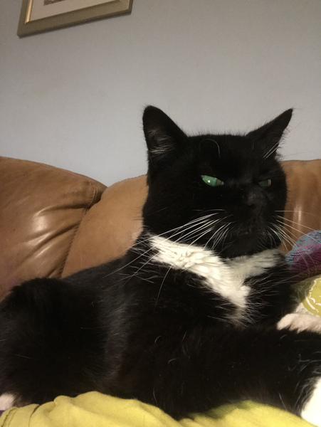 Bastard Cat has been at the raw pigs in blankets