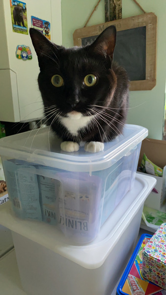 Is anyone else’s cat as neglected as mine?