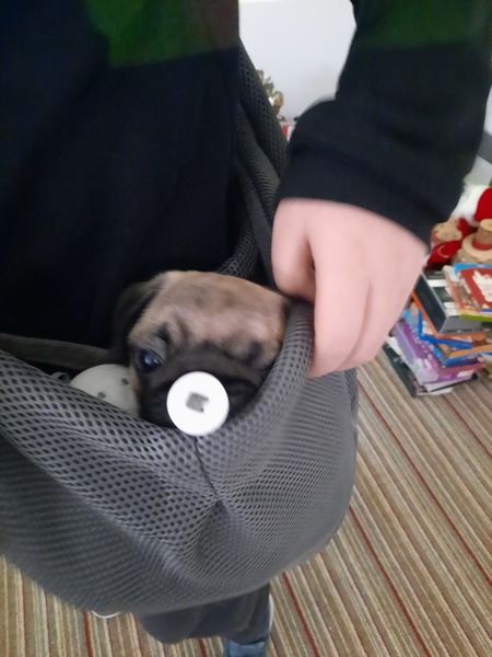 Puppy survival thread October/November!