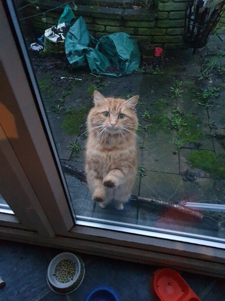 A strange cat has just climbed into my bedroom