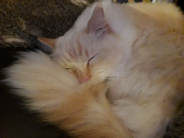 Have you ever seen a cosier cat?