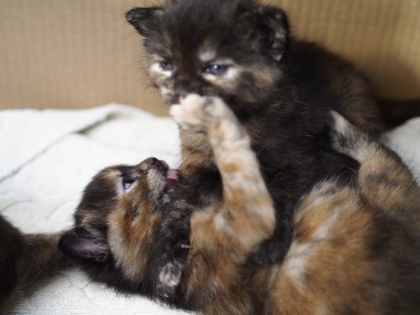 The Litter Tray Memorial Thread