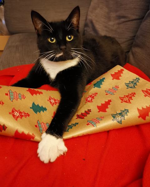 Is anyone else’s cat as neglected as mine?