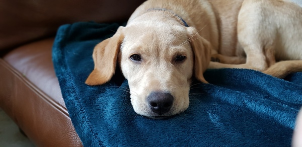 May I introduce our new arrival