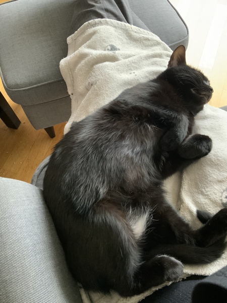 Have you ever seen a cosier cat?